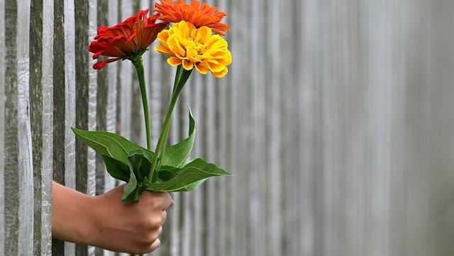 Hand hält Blumen durch Zaun für Ehrenamtliche Mitarbeit; Foto: Pixabay